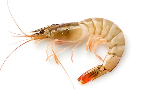 澳佳宝鱼油正确吃法-澳佳鱼油功效网 - 网站提供澳佳鱼油功效怎么样小常识、澳佳宝鱼油正确吃法