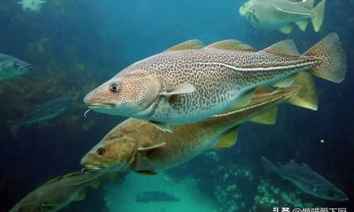 澳佳宝鱼油正确吃法-澳佳鱼油功效网 - 网站提供澳佳鱼油功效怎么样小常识、澳佳宝鱼油正确吃法